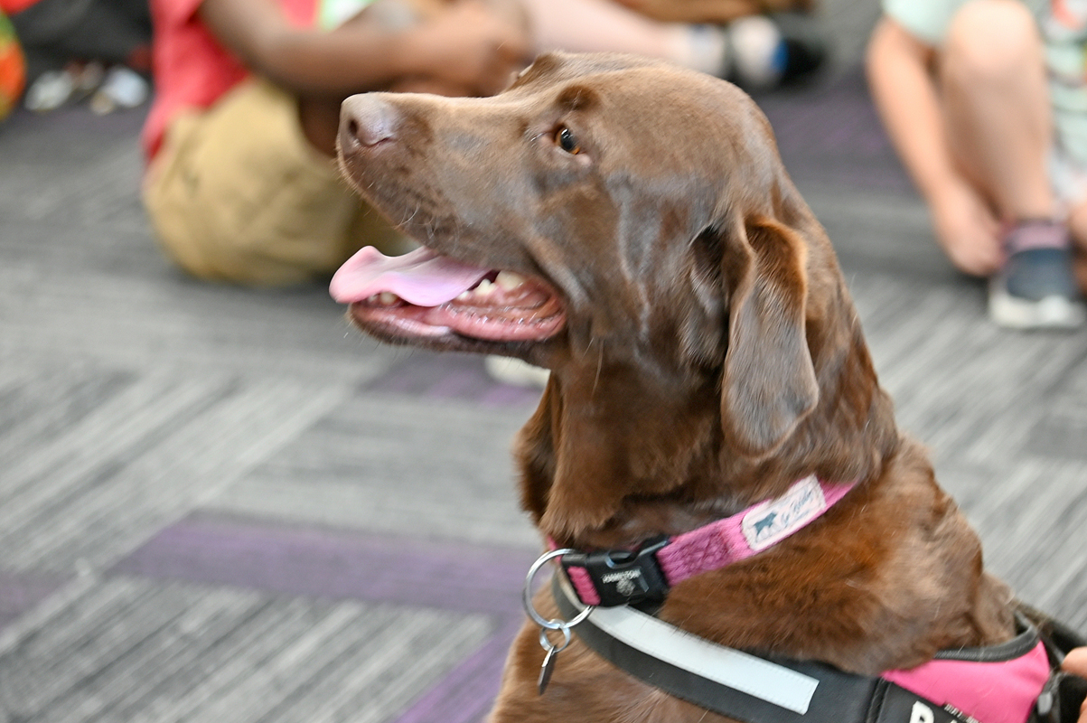 AIA-Week-2_20240710_Dogs_53040_web