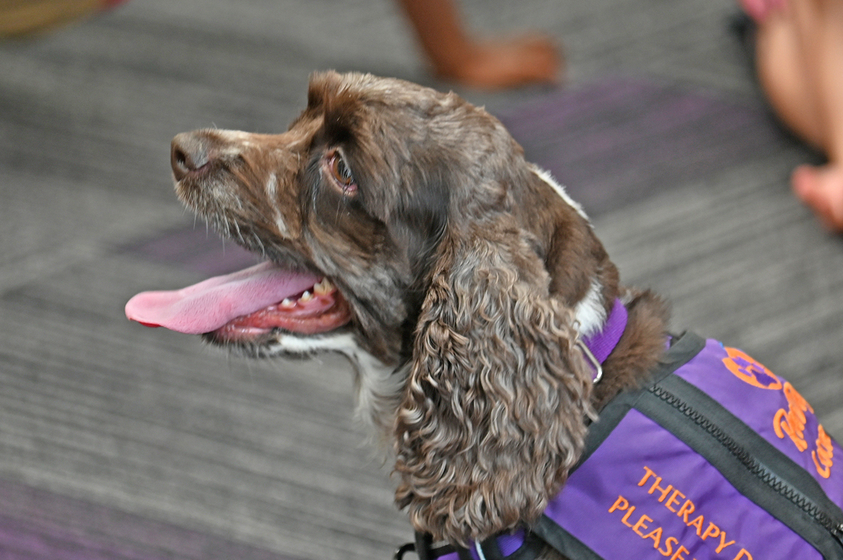 AIA-Week-2_20240710_Dogs_53058_web